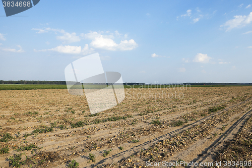 Image of Harvesting onion field  