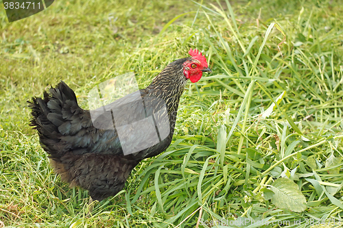 Image of Black hen among grasses