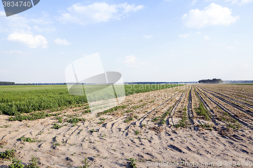 Image of sprouts green onions  