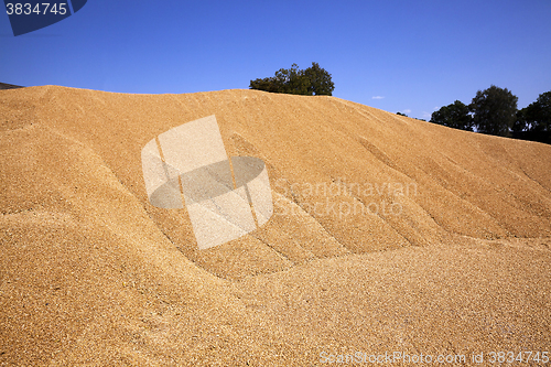 Image of wheat crop , close up
