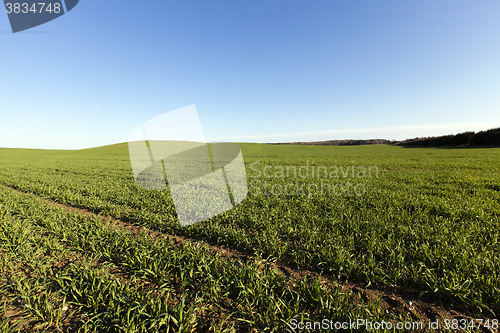 Image of   green grass grows