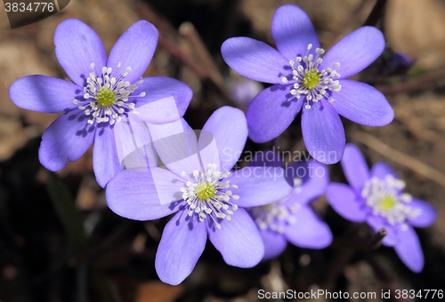 Image of Anemone hepatica