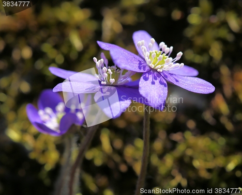 Image of Anemone hepatica