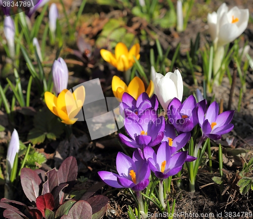 Image of Crocus