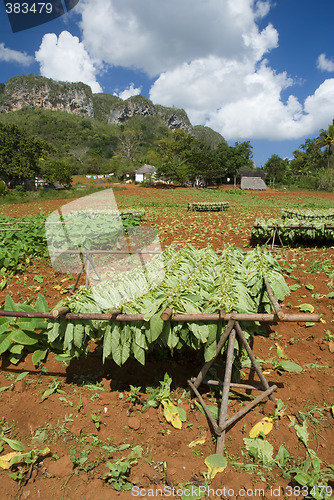 Image of tobacco