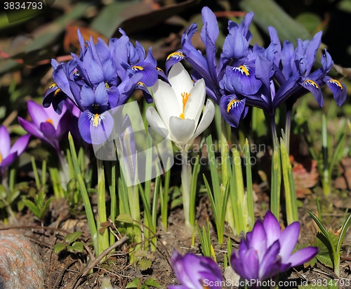 Image of Iris pumila