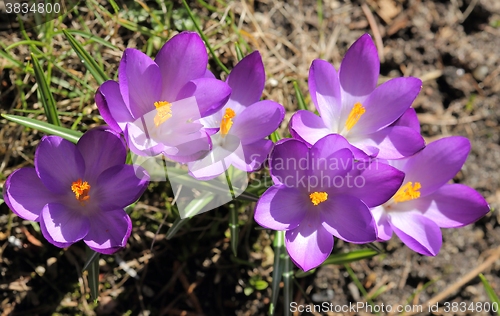 Image of Crocus.