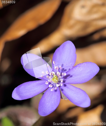 Image of Anemone hepatica