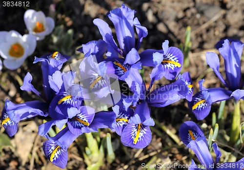 Image of Iris pumila.