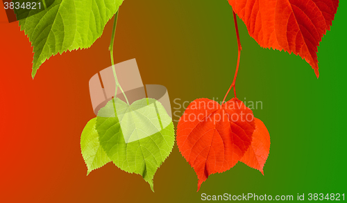 Image of Red and green tilia leaves on multicolor background