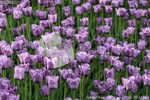 Image of Tulips background in sun spring day
