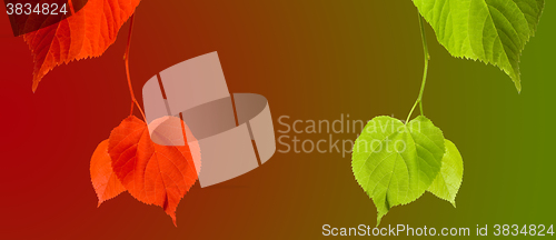 Image of Red and green linden-tree twigs on multicolor background