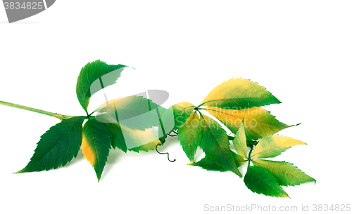 Image of Green yellowed branch of grapes leaves