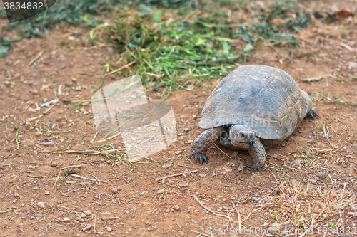 Image of Turtle on the land