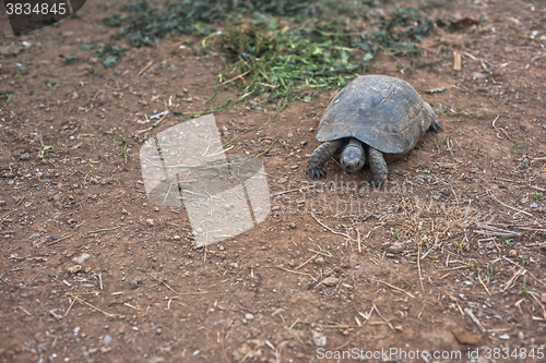 Image of Turtle on the land