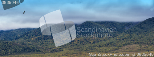 Image of Bird kite hawk above mountain