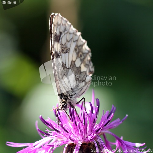Image of Butterfly on a green background
