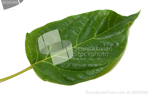 Image of Spring leaf isolated on white