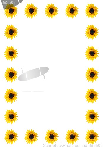 Image of Sunflower border