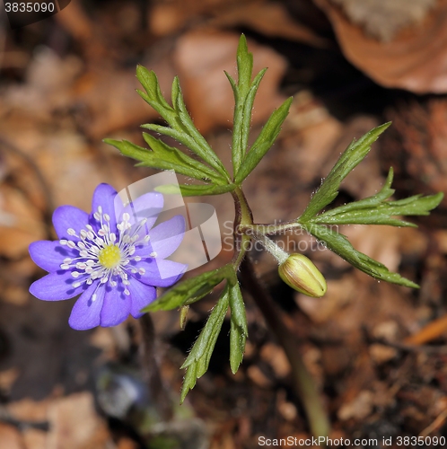 Image of Anemone hepatica