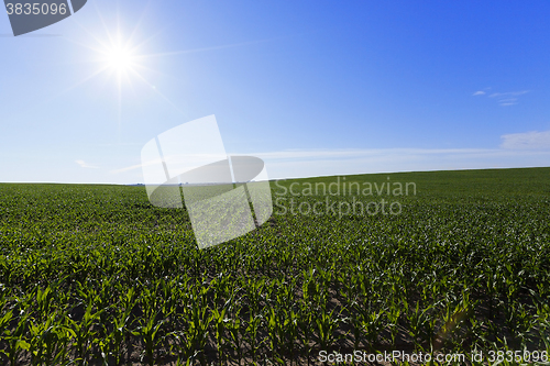 Image of immature green grass  