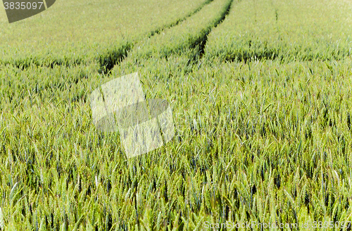 Image of green cereals , spring