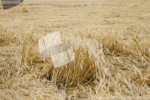 Image of ripe yellow cereals  