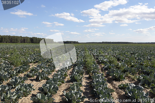 Image of green cabbage in a field  