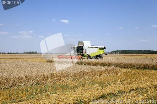 Image of  cereals in summer.