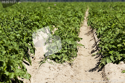 Image of Agriculture,   potato field 