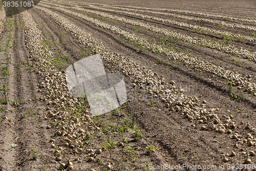 Image of Harvesting onion field  