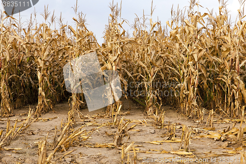 Image of mature corn ,  autumn