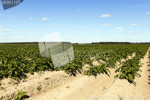 Image of Agriculture,   potato field  