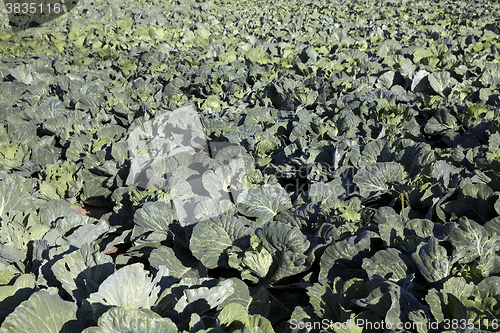 Image of green cabbage in a field  