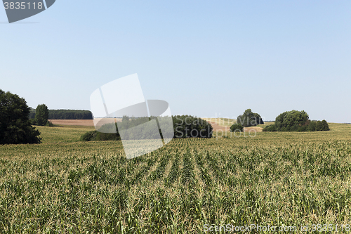 Image of Corn field, forest  