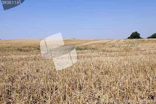 Image of collection of rye crops  