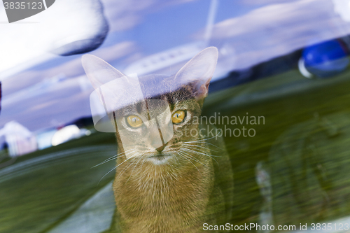 Image of Abyssinian cat behind the glass 