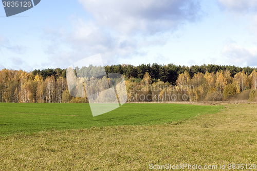Image of forest in autumn  