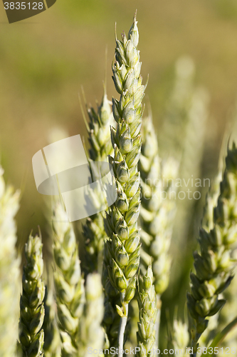 Image of ripe yellow cereals 