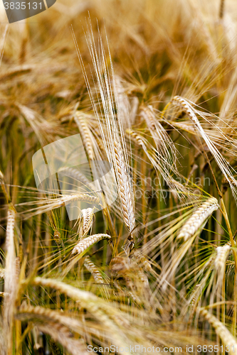 Image of   ripe rye yellowed
