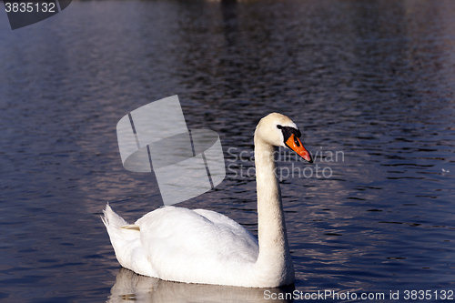 Image of dirty swan lake  