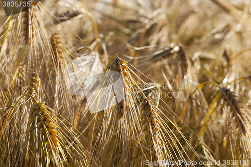 Image of Field of cereal in the summer  