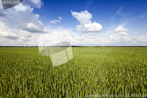Image of immature cereals , field