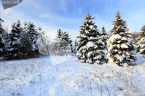 Image of small fir trees 