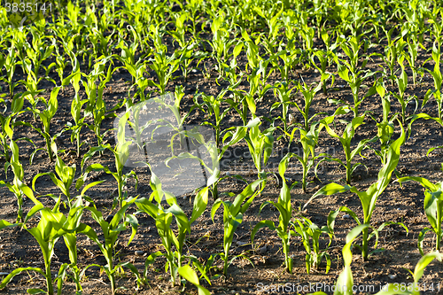 Image of   green corn sprouted