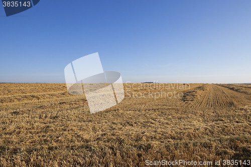 Image of harvesting wheat, cereals 