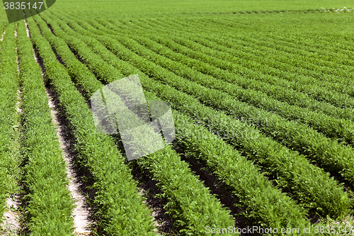 Image of Field with carrot  