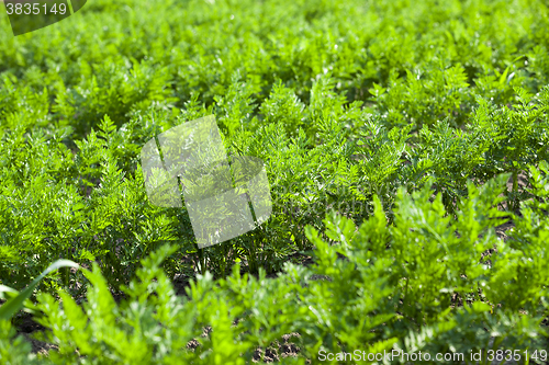 Image of Field with carrot  