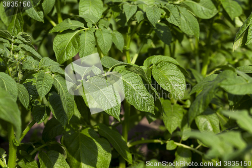 Image of Field with potato 