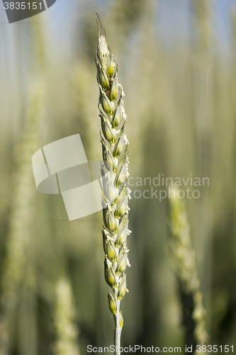 Image of unripe ears of wheat  